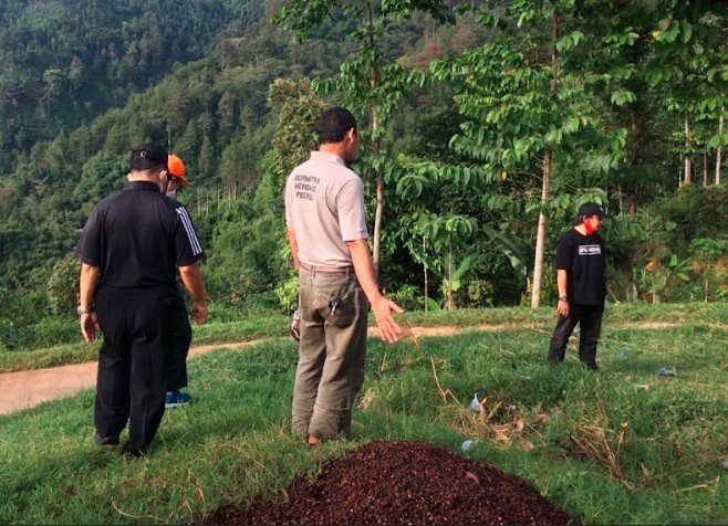 coffee plantation3